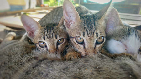 cat mom and kitten sucking milkの写真素材