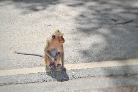 monkey on road