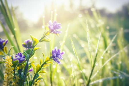 flower in meadow backgroundの写真素材