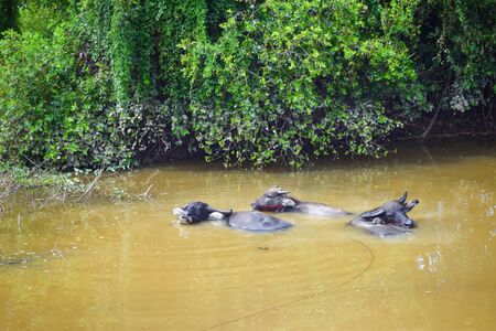 buffalo in waterの写真素材