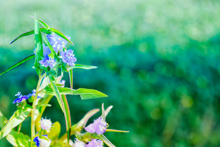 flower grass background blurの写真素材