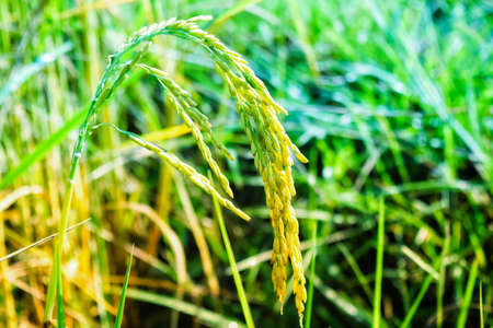 rice fieldの写真素材