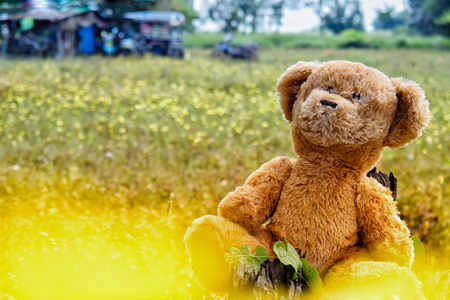 teddy bear  yellow flower backgroundの写真素材
