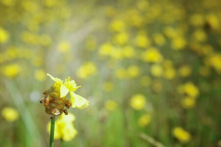 flower grass background blurの写真素材