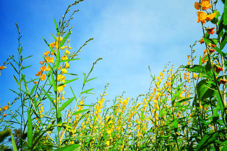 yellow flower fieldの写真素材