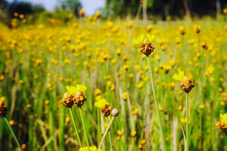 yellow flower grass background blurの写真素材