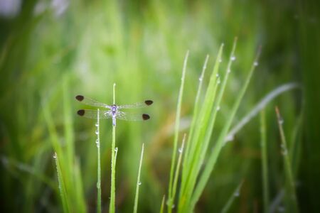 Dragonfly on green grassの写真素材