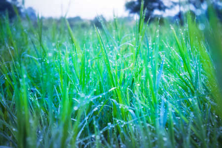 morning dew on the grassの写真素材