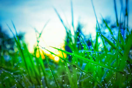 morning dew on the grassの写真素材