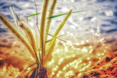 yellow bokeh blur backgrond and grass flowerの写真素材