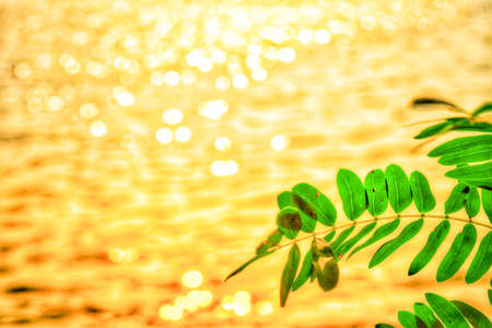 yellow bokeh blur backgrond and leafの写真素材