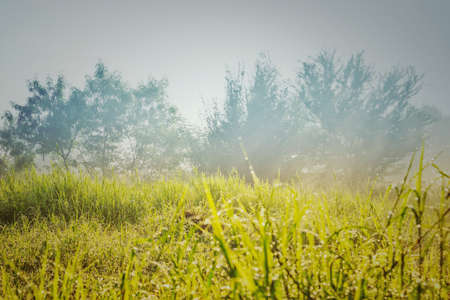 Morning fog in meadowの写真素材