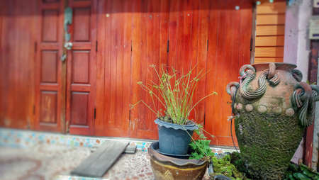 wooden door and potの写真素材
