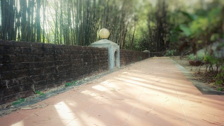 bamboo forest in morningの写真素材