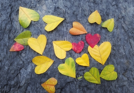 yellow heart shaped leaf on stoneの写真素材