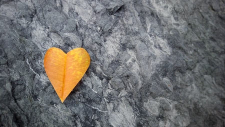 yellow heart shaped leafの写真素材