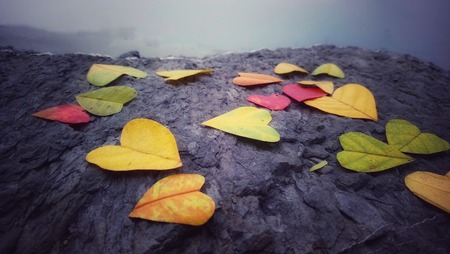 yellow heart shaped leafの写真素材