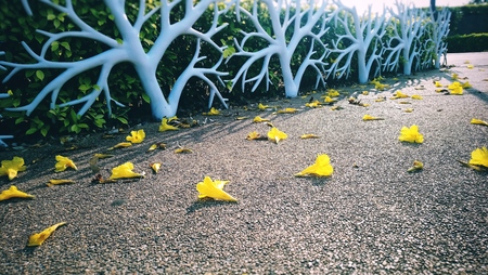 yellow flower on floor