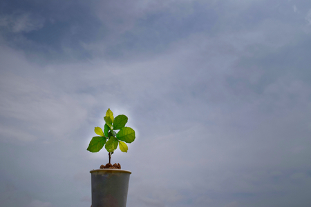 planting trees in pots concept photoの写真素材
