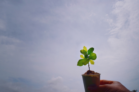 growth planting trees in potsの写真素材