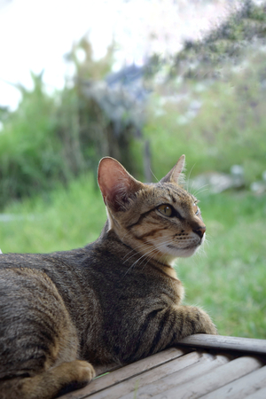 cat cute portraitの写真素材