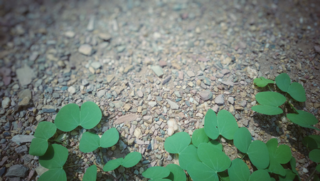 green leaves background