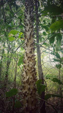 prickiy tree in forestの写真素材