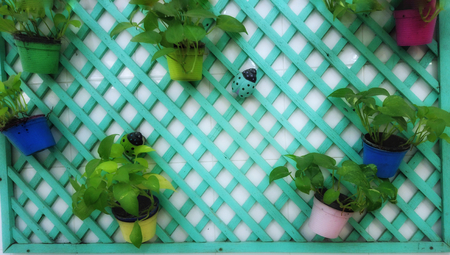 vegetables in potsの写真素材