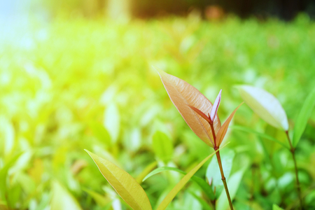 green tree top leaf backgroundの写真素材