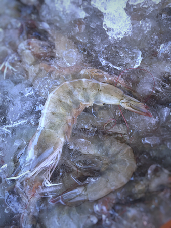 frozen shrimp on iceの写真素材