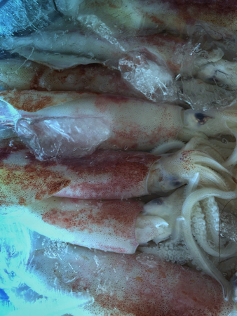 frozen squid on iceの写真素材