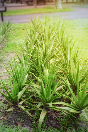 aloe vera plantの写真素材