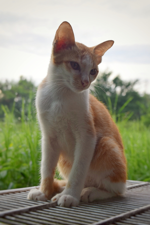 cat cute portraitの写真素材