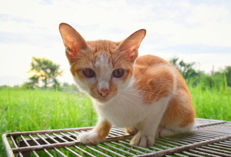 cat cute portraitの写真素材