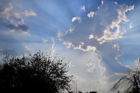 Tree with skyの写真素材