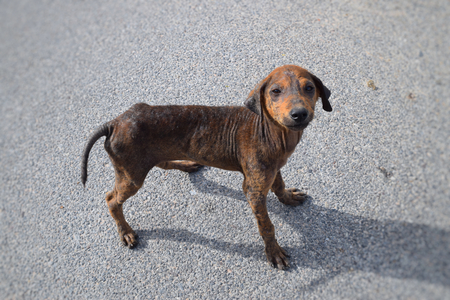 homeless dog and sick skin problemの写真素材