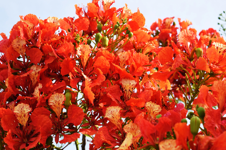 peacock flower red colorの写真素材