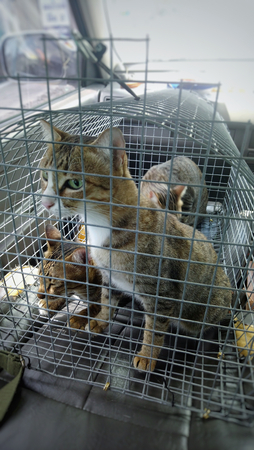 cat in cageの写真素材