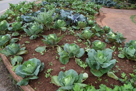 cabbage growing in gardenの写真素材