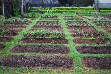 vegetables in backyard gardenの写真素材