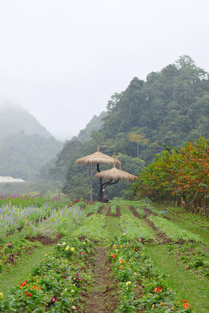 vegetables in backyard gardenの写真素材