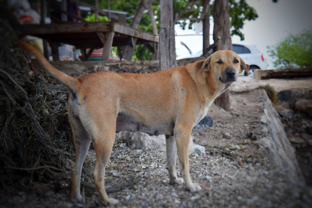 homeless dogの写真素材