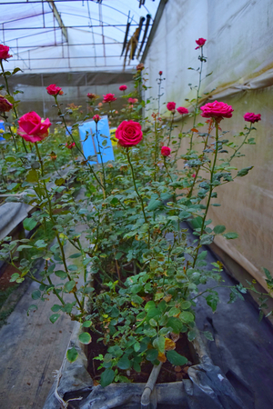 rose garden rose cultivationの写真素材