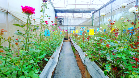 rose garden rose cultivationの写真素材