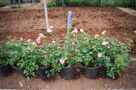 rose garden rose cultivationの写真素材
