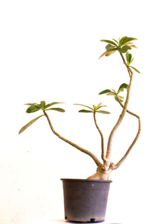 Trees in potの写真素材