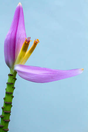 Lotus paradise on a blue backgroundの写真素材