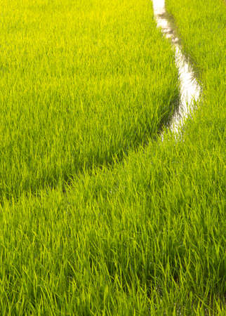 Beautiful green fieldの写真素材
