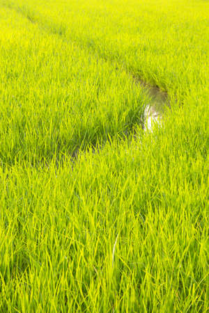 Furrow in a field of greenの写真素材