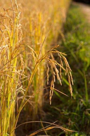  Golden spikeの写真素材